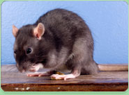 rat control Morpeth