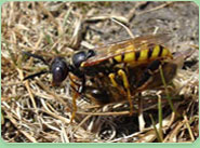 wasp control Morpeth