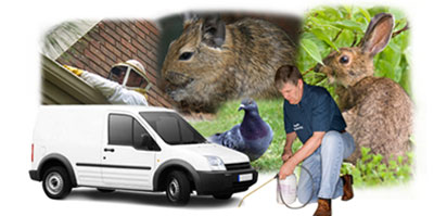 Morpeth local van